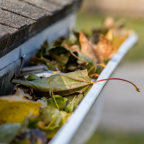 Dachrinne vor Säuberung, die randvoll mit Blättern ist